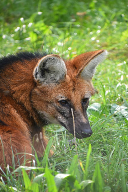 istock Close-Up Of Fox Amidst Plants On Field 938223208