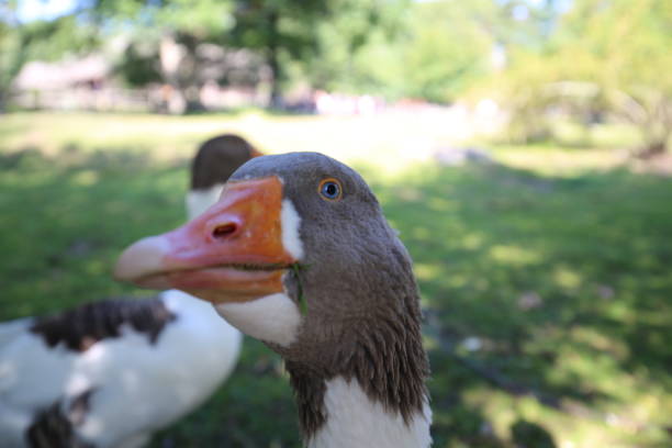 istock Close-Up Of Duck On Field 938223238
