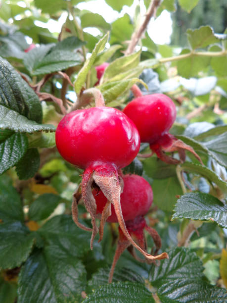 istock 4 Seasons: Autumn - Rosehips in Kent 938224038
