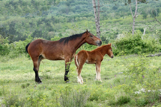 istock Young foal with his mother 938225944