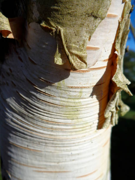 istock 4 Seasons: Autumn - Silver Birch in Rutland 938226396
