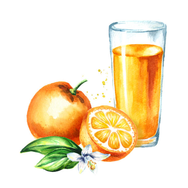 illustrations, cliparts, dessins animés et icônes de verre de jus d’orange. illustration de l’aquarelle dessinés à la main, isolé sur fond blanc - isolated on white orange juice ripe leaf