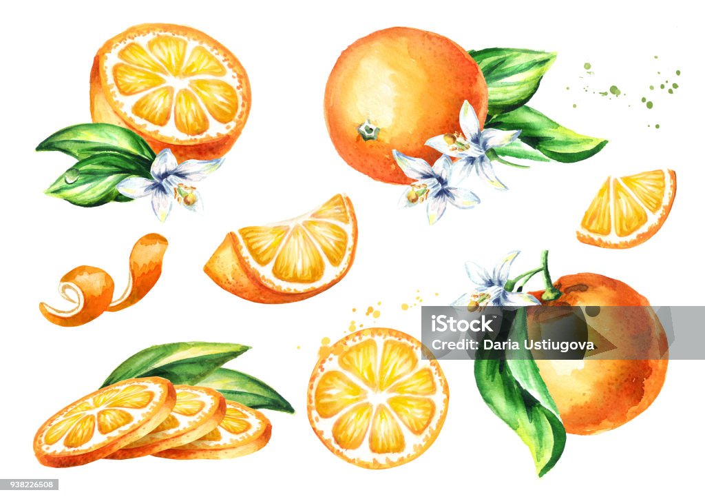 Fresh Orange fruit compositions collection. Watercolor hand drawn illustration, isolated on white background Orange - Fruit stock illustration