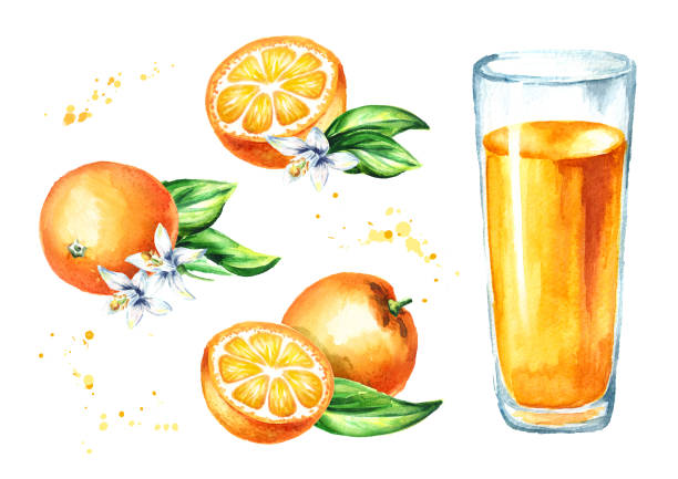 illustrations, cliparts, dessins animés et icônes de ensemble de jus d’orange. illustration de l’aquarelle dessinés à la main, isolé sur fond blanc - isolated on white orange juice ripe leaf