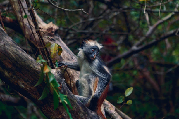 istock Portrait of monkey red colobus in dense tropical forest 938227632