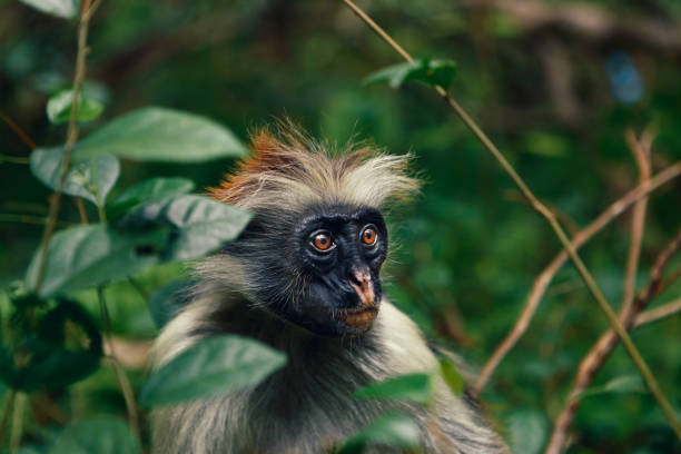 istock Portrait of monkey red colobus in a dense tropical forest 938227684