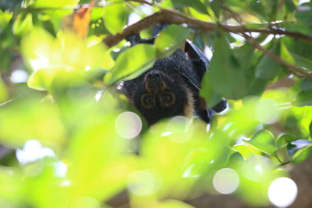 istock Portrait Of Flying Fox Hanging On Tree 938229936