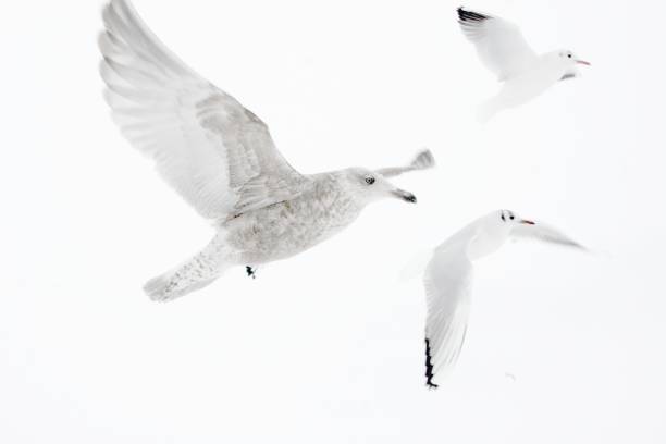 istock Low Angle View Of Seagulls Flying Against Clear Sky 938230134
