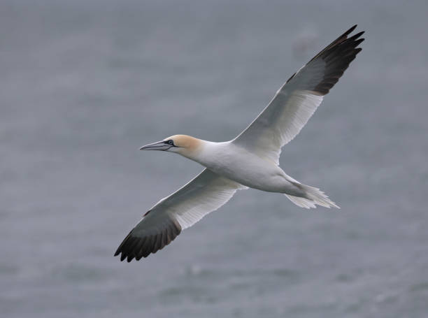 istock northern gannet (Morus bassanus) in flight hunting for fish. 938230630