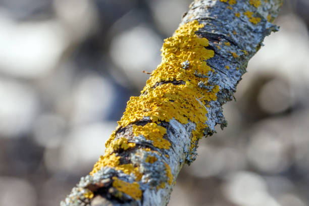 Selective focus on foreground. Image is taken with a macro lens.
