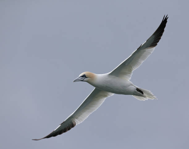 istock northern gannet (Morus bassanus) in flight hunting for fish. 938231354
