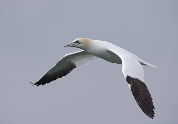 istock northern gannet (Morus bassanus) in flight hunting for fish. 938231824