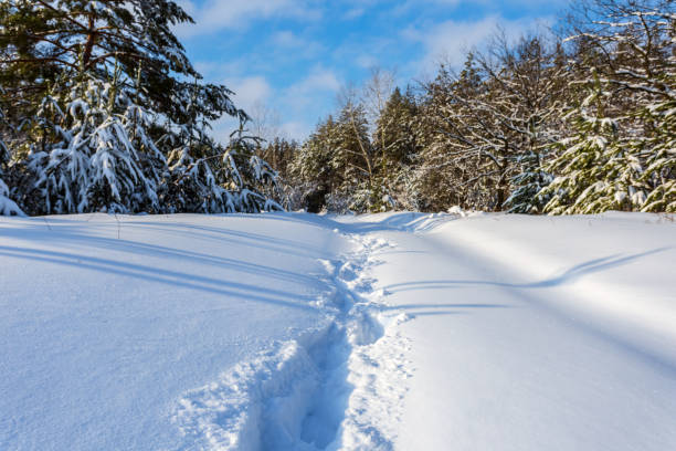 istock beautiful winter snowbound forest landscape 938234046