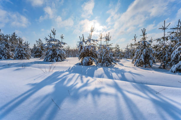 istock winter snowbound pine tree forest in a rays of sun 938234082