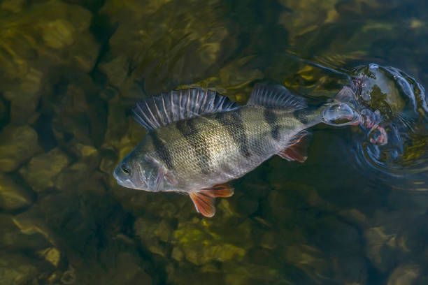 istock Perch fish trophy in water. Fishing background 938234248