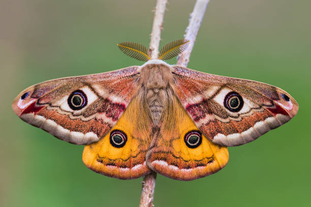 der kleine kaiser-motte (saturnia pavonia) - moth silk moth night lepidoptera stock-fotos und bilder