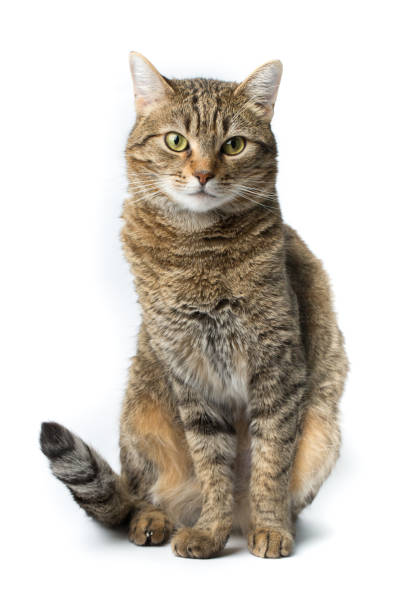 istock Close-Up Of Cat Sitting Against White Background 938234780