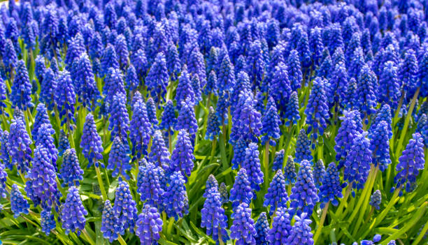 istock Muscari Armeniacum 938235232