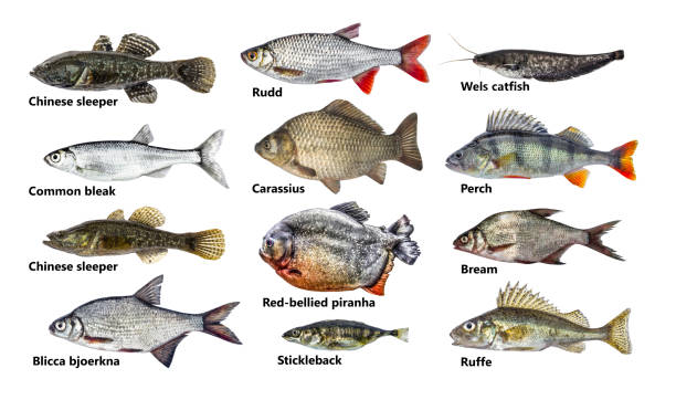 Set of many different fish, isolated, collection