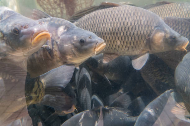 istock Carp floating in a large aquarium in the store 938242460