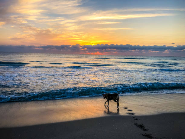 big dog plays fetch in the waves at dawn
