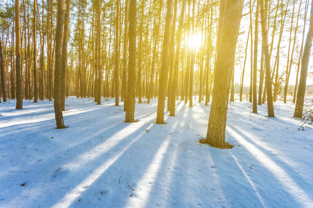 istock winter snowbound forest in a rays of sun 938243034