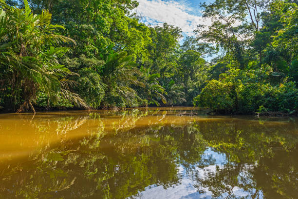 コスタリカ tortuguero 運河 - forest canal tropical rainforest river ストックフォトと画像