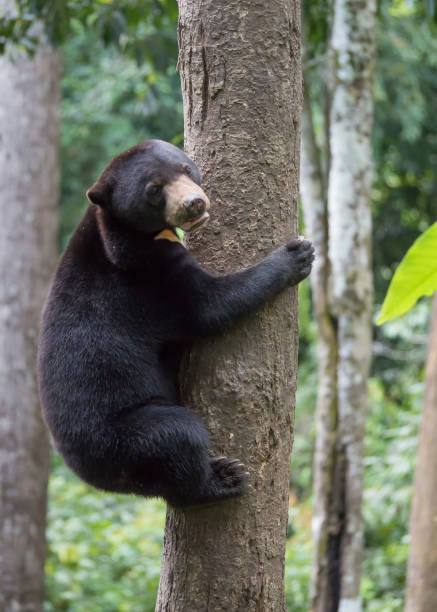 istock Malaj Bears in the Rainforest 938246808