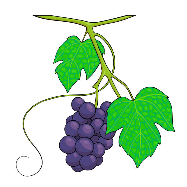 bunch of grapes, hand drawn stock vector vector art illustration