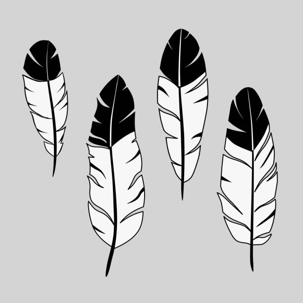 feathers, ink hand drawn stock vector vector art illustration