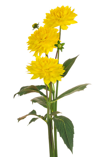 Studio Shot of Yellow Colored Dahlia Flowers Isolated on White Background. Large Depth of Field (DOF). Macro.
