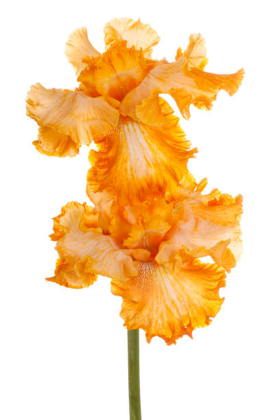 iris isolated on white Studio Shot of Orange Colored Iris Flowers Isolated on White Background. Large Depth of Field (DOF). Macro. deep focus stock pictures, royalty-free photos & images