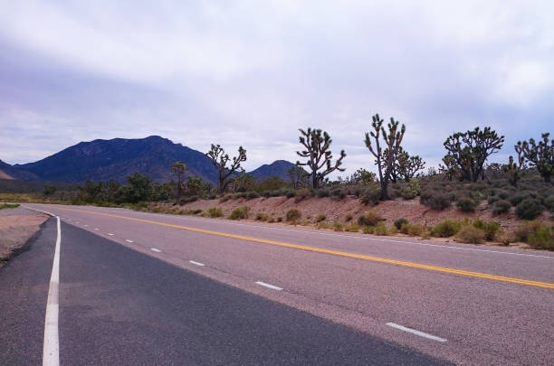 istock Joshua Trees by the Road 938254302