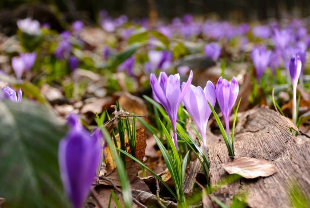 istock purple crocuses in the forest 938254648