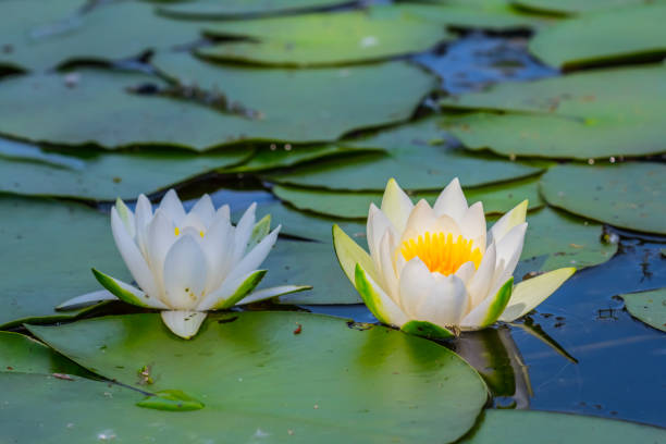 istock closeup white lilies floating on a summer lake 938258870
