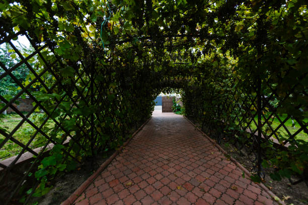 istock path in the courtyard with flowers 938258900