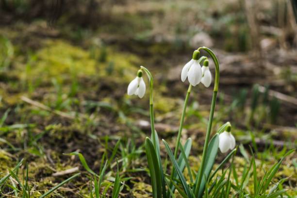 istock Spring flowering. Snowdrops in the park. 938262202