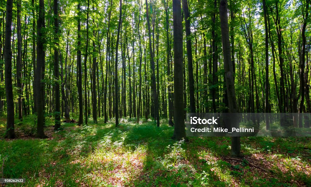 dense beech forest with tall trees dense beech forest with tall trees. beautiful nature background Forest Stock Photo