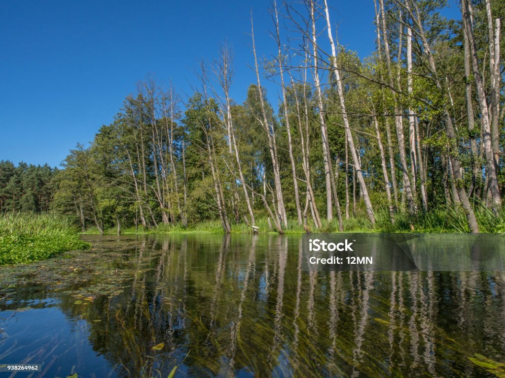 Trees and sky reflecting in a water Dry tree trunks reflecting in a crystal clear water. Wda river canoeing trip Algae Stock Photo