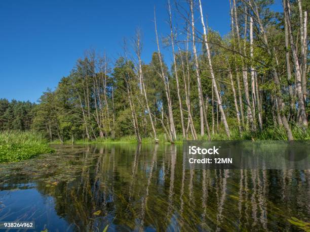 Trees And Sky Reflecting In A Water Stock Photo - Download Image Now - Algae, Awe, Block Shape