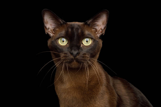 istock Burmese Cat on isolated black background 938268300