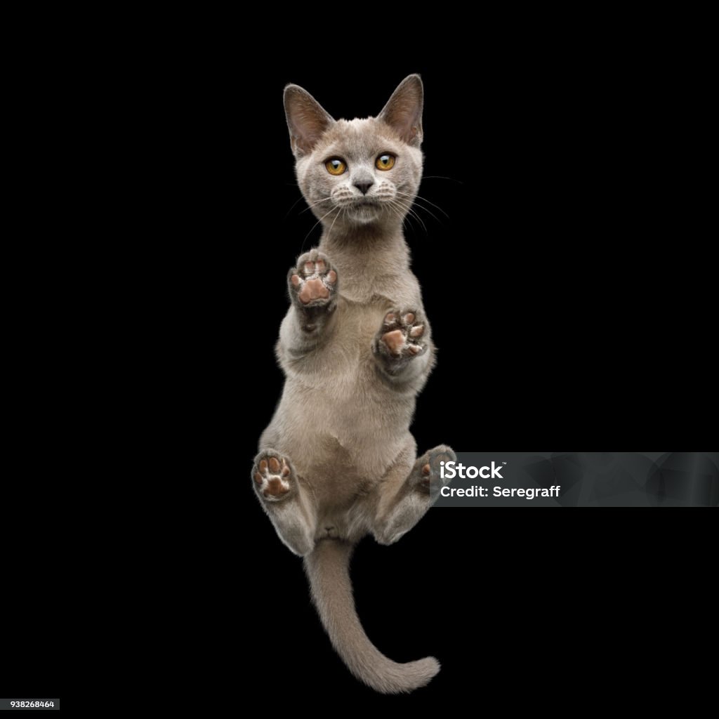 Burmese Cat on isolated black background Bottom view of Burmese Kitten Standing with Cute paw pads and Curious Face Gazing on isolated black background Domestic Cat Stock Photo