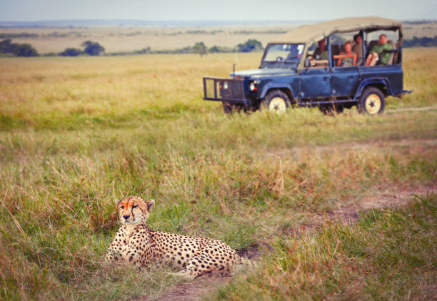 istock Tourists watching cheetah in Maasai Mara 938269174