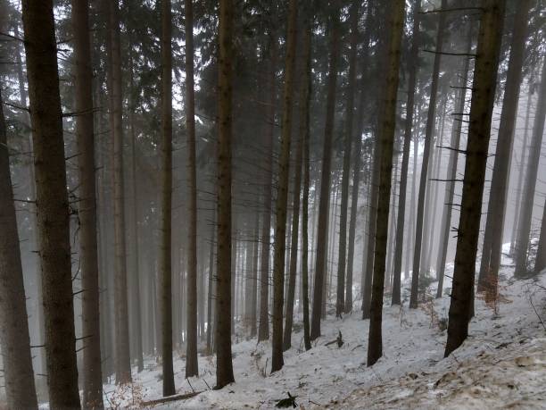 istock Nature under the snow during winter. 938269526