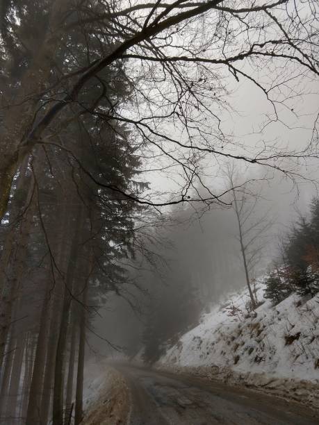 istock Nature under the snow with sun and shadows in winter. 938269624