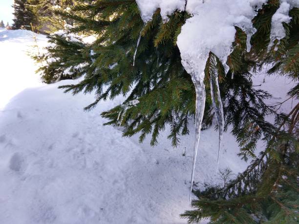 istock Nature under the snow during winter. 938275214