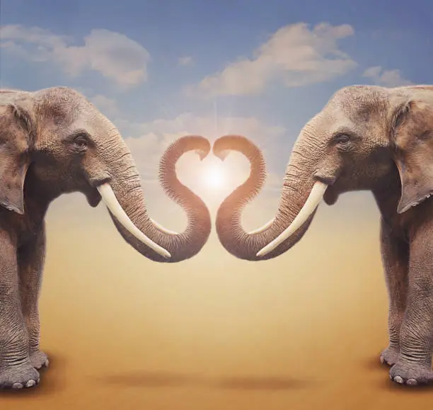 Photo of A pair of elephants arrange trumpets in the shape of a heart.  Concept for greeting card, poster, cover, and more.