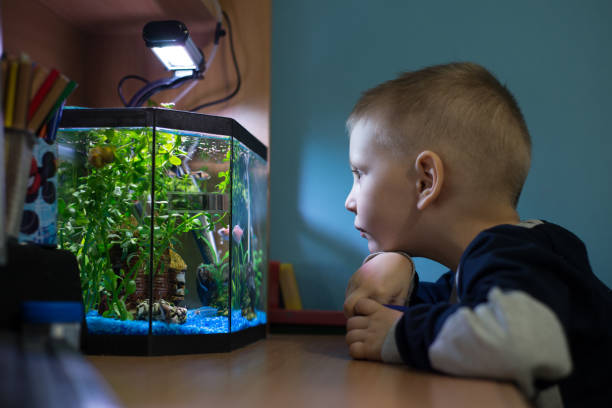 Boy is watching fish tank in his room