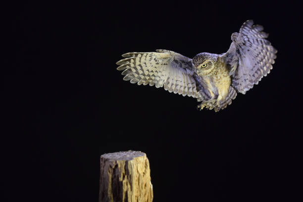 burrowing owl - night perching owl imagens e fotografias de stock