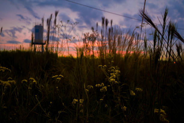 Sapiranga City, RS, Brazil. December 19, 2017: Marcela flowers in an open field with a beautiful sunset in the background on a spring day.